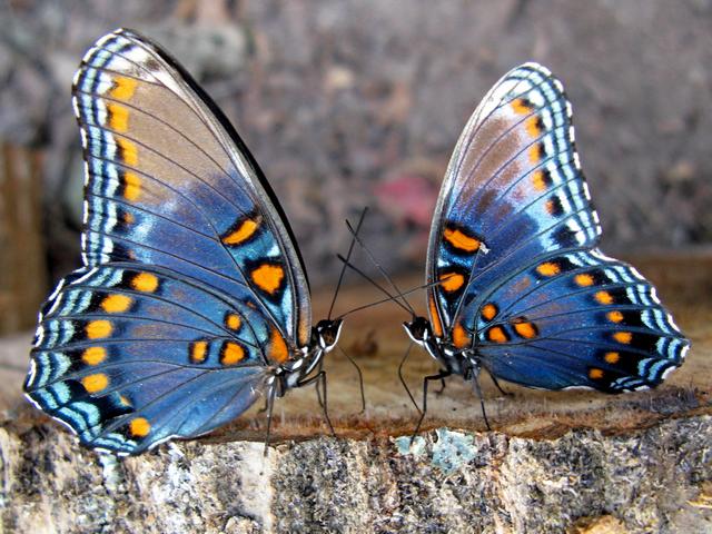 Все о бабочках в Оренбурге | ЗооТом портал о животных
