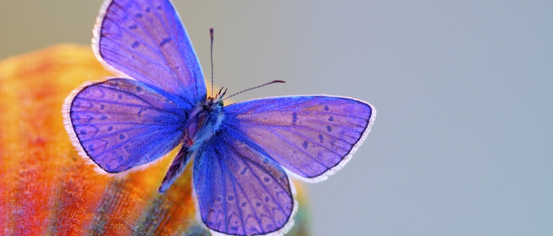 Все о бабочках в Оренбурге | ЗооТом портал о животных