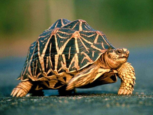 Все о черепахах в Оренбурге | ЗооТом портал о животных