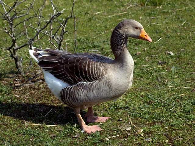 Все о гусях в Оренбурге | ЗооТом портал о животных