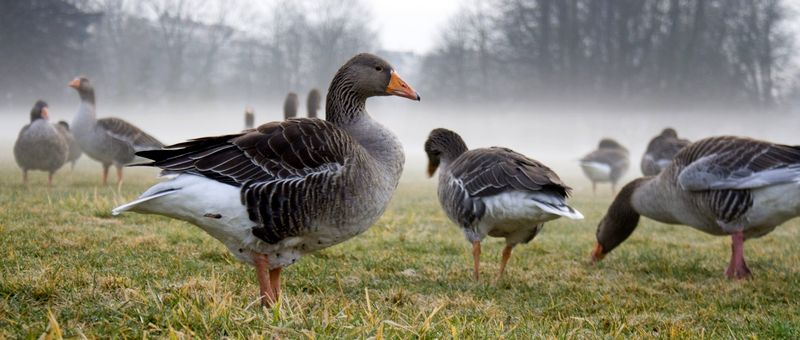 Все о гусях в Оренбурге | ЗооТом портал о животных