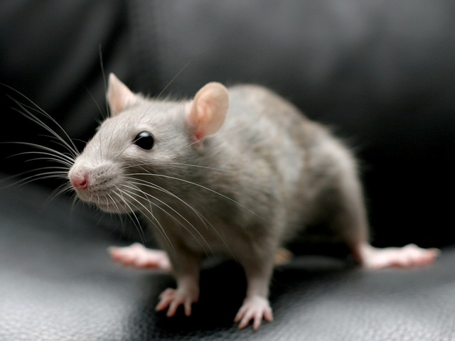 Все о крысах в Оренбурге | ЗооТом портал о животных