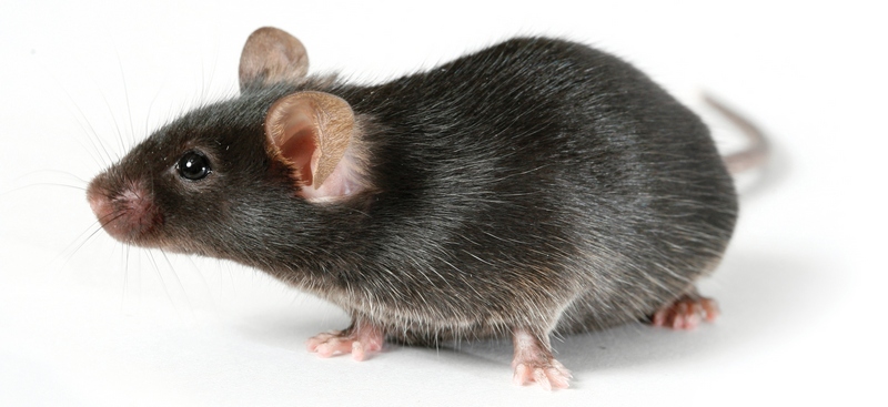 Все о крысах в Оренбурге | ЗооТом портал о животных