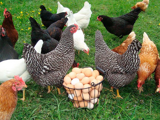 Содержание кур и уход за ними | ЗооТом - продажа, вязка и услуги для животных в Оренбурге