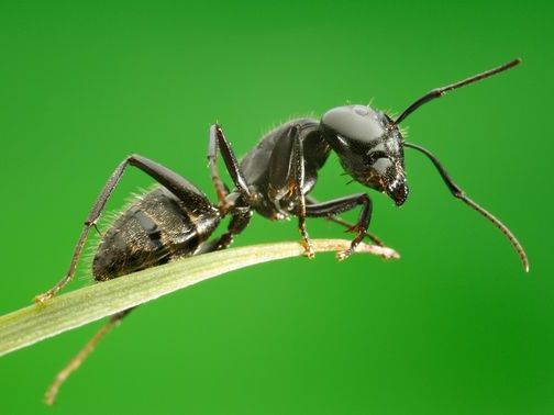Все о муравьях в Оренбурге | ЗооТом портал о животных