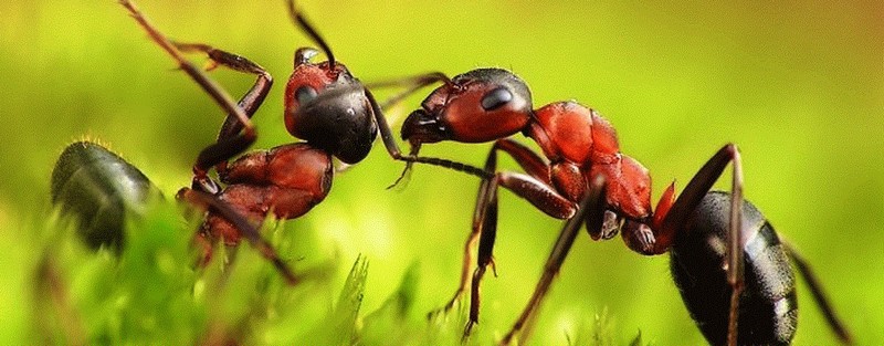 Все о муравьях в Оренбурге | ЗооТом портал о животных