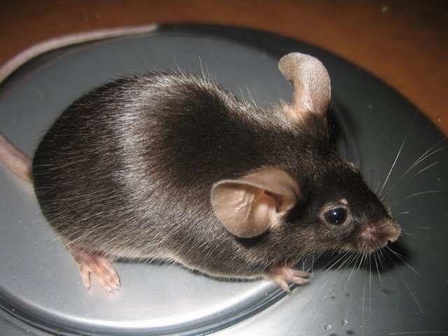 Все о мышах в Оренбурге | ЗооТом - продажа, вязка и услуги для животных в Оренбурге