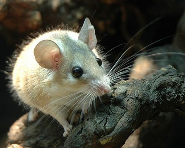 Все о мышах в Оренбурге | ЗооТом - продажа, вязка и услуги для животных в Оренбурге