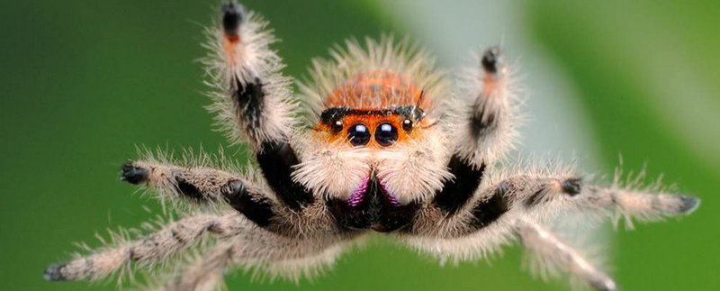Все о пауках в Оренбурге | ЗооТом портал о животных