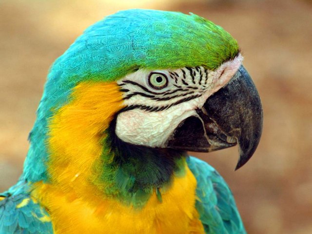 Все о попугаях в Оренбурге | ЗооТом портал о животных
