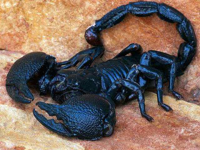 Все о скорпионах в Оренбурге | ЗооТом портал о животных