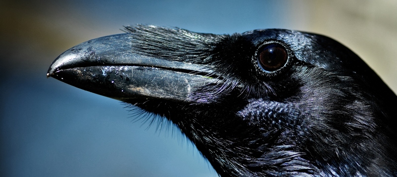 Все о воронах в Оренбурге | ЗооТом портал о животных