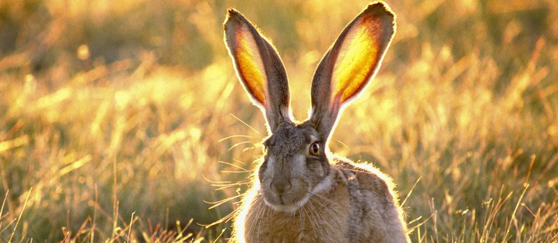 Все о зайцах | ЗооТом - продажа, вязка и услуги для животных в Оренбурге