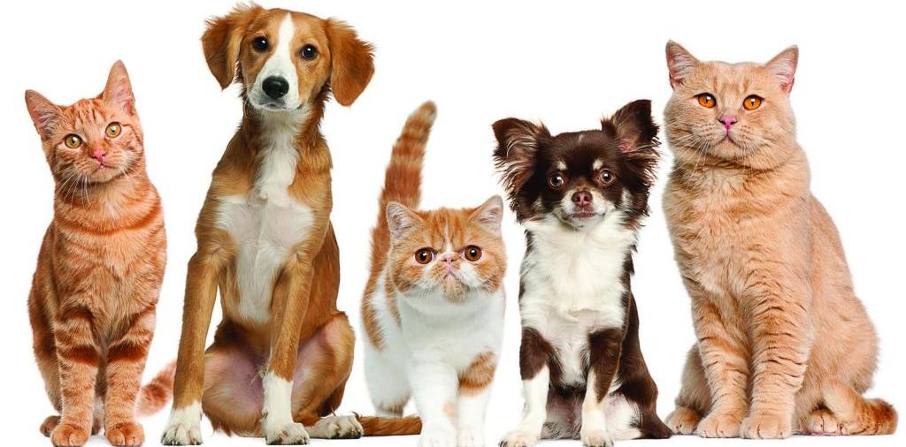 Доска объявлений о животных | ЗооТом - продажа, вязка и услуги для животных в Оренбурге