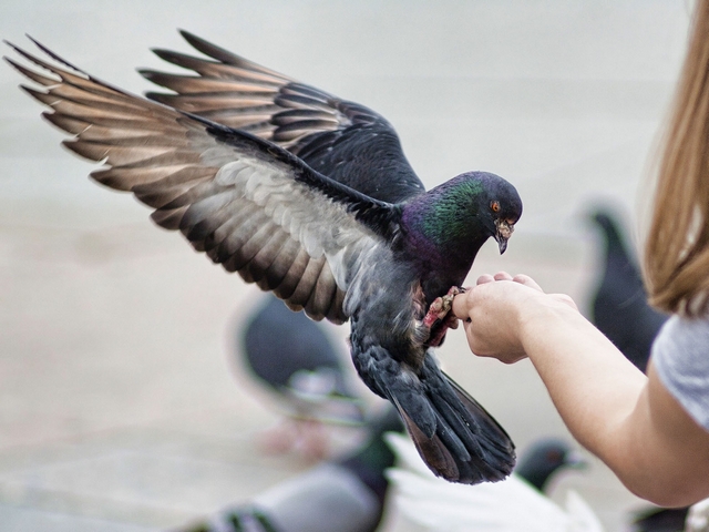 Все о голубях | ЗооТом - продажа, вязка и услуги для животных в Оренбурге