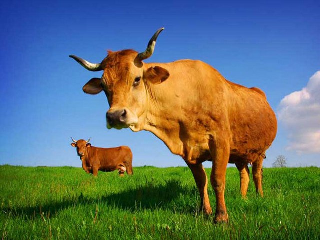 Все о коровах в Оренбурге | ЗооТом портал о животных