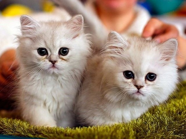 Породы кошек в Оренбурге | ЗооТом портал о животных