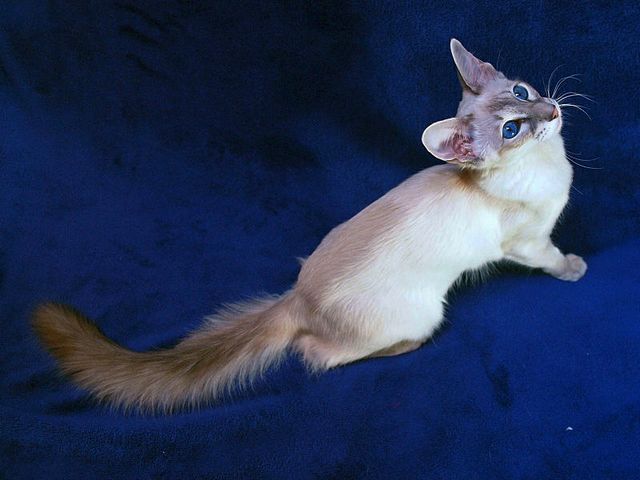 Выведенные породы кошек в Оренбурге | ЗооТом портал о животных