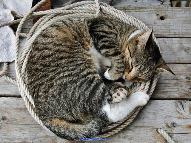 Все о кошках в Оренбурге | ЗооТом портал о животных