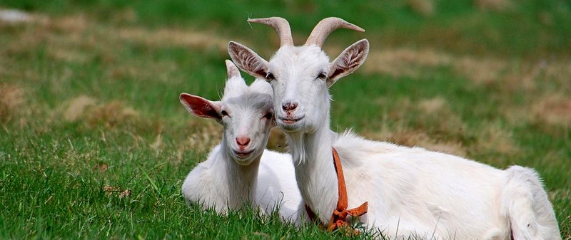 Все о козах в Оренбурге | ЗооТом портал о животных