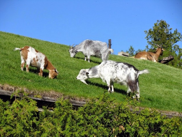 Все о козах в Оренбурге | ЗооТом портал о животных