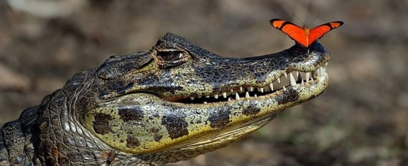 Все о крокодилах в Оренбурге | ЗооТом портал о животных