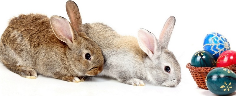 Все о кроликах в Оренбурге | ЗооТом портал о животных