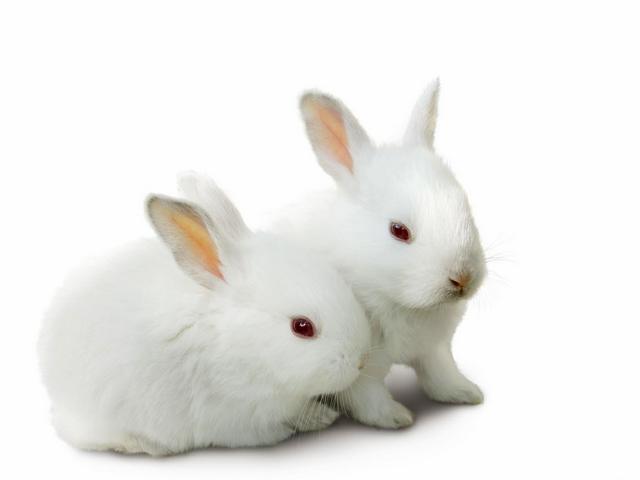 Все о кроликах в Оренбурге | ЗооТом портал о животных