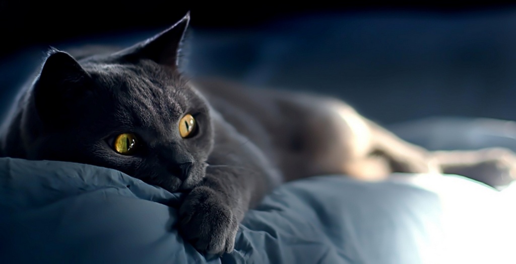 Объявления о кошках | ЗооТом - продажа, вязка и услуги для животных в Оренбурге