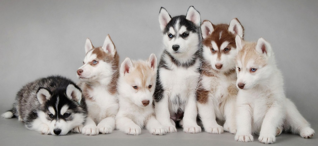 Объявления о собаках | ЗооТом - продажа, вязка и услуги для животных в Оренбурге