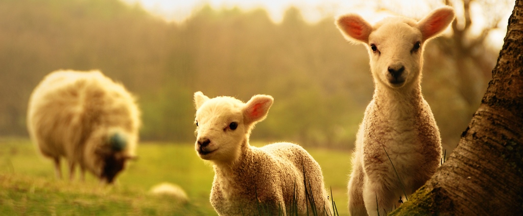 Объявления о сельскохозяйственных животных | ЗооТом - продажа, вязка и услуги для животных в Оренбурге