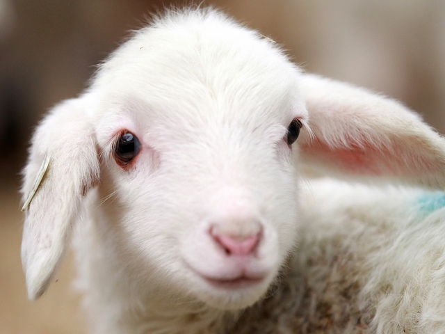 Овцы и бараны в Оренбурге | ЗооТом портал о животных
