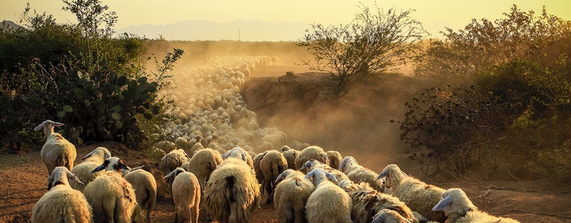 Все об овцах в Оренбурге | ЗооТом портал о животных