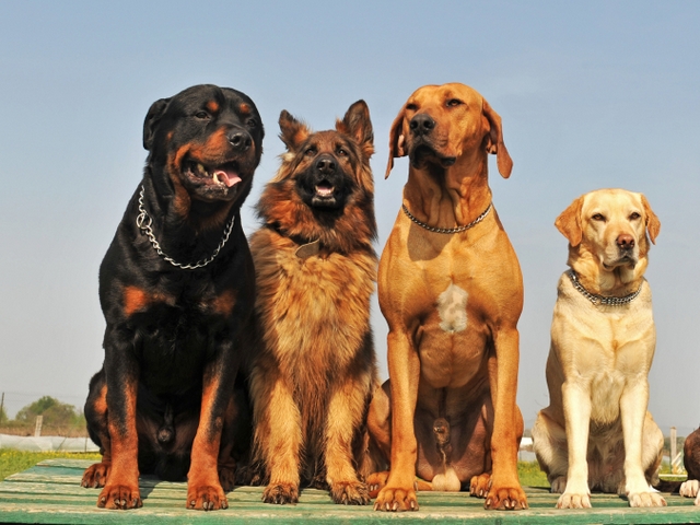 Крупные породы собак в Оренбурге | ЗооТом портал о животных
