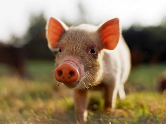 Все о свиньях в Оренбурге | ЗооТом портал о животных