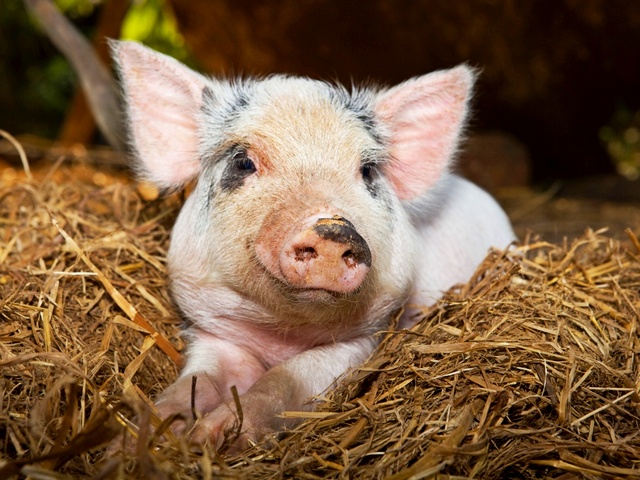 Все о свиньях в Оренбурге | ЗооТом портал о животных