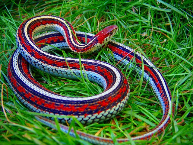 Все о змеях в Оренбурге | ЗооТом портал о животных